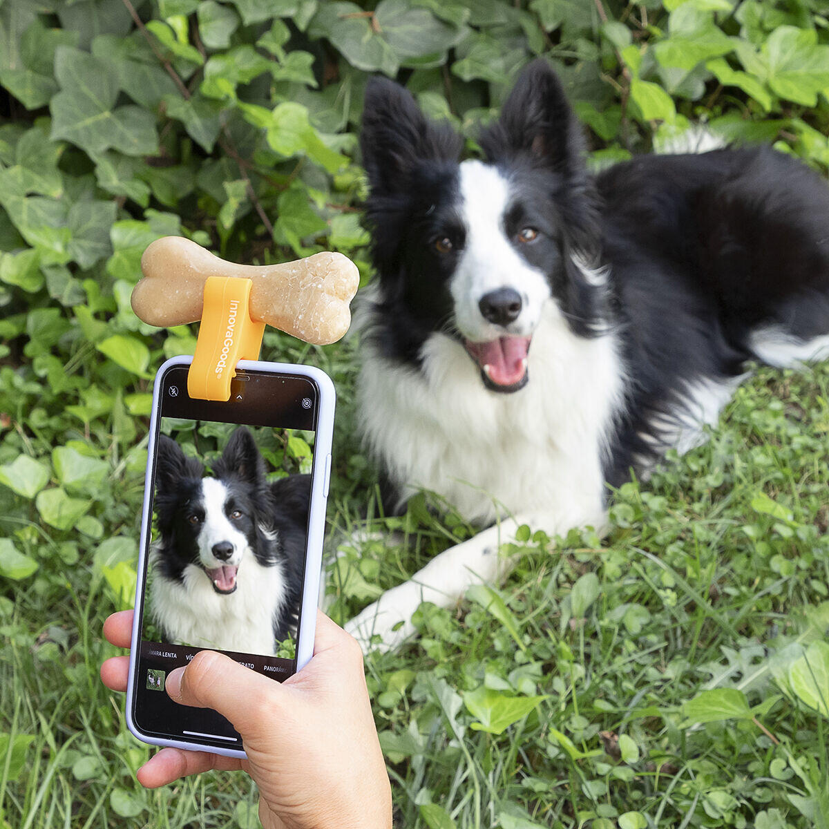 Captura la atención de tus mascotas y consigue las mejores fotos con facilidad